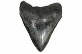 Large, Fossil Megalodon Tooth - South Carolina #172274-1